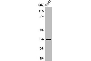 Western Blot analysis of HeLa cells using Olfactory receptor 52E4 Polyclonal Antibody (OR52E4 抗体  (Internal Region))