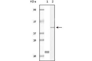 Western Blotting (WB) image for anti-Calcium and Integrin-Binding Protein 1 (CIB1) (truncated) antibody (ABIN2464036) (CIB1 抗体  (truncated))
