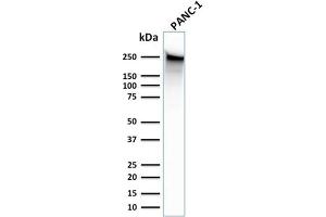 Western Blot Analysis of human PANC-1 cell lysate using Spectrin beta III Monoclonal Antibody (SPTBN2/1583). (Spectrin, Beta, Non-erythrocytic 2 (SPTBN2) (AA 356-475) 抗体)