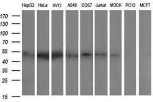 Image no. 2 for anti-Zinc Finger and SCAN Domain Containing 21 (Zscan21) antibody (ABIN1501866) (ZSCAN21 抗体)