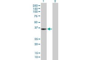 Western Blotting (WB) image for anti-Protein Tyrosine Phosphatase Receptor Type F (PTPRF) (AA 1-353) antibody (ABIN519519)