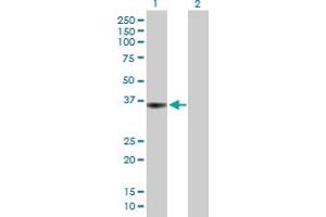 Western Blot analysis of PTPRF expression in transfected 293T cell line by PTPRF MaxPab polyclonal antibody. (PTPRF 抗体  (AA 1-353))