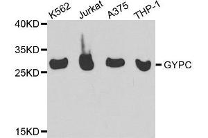 Western blot analysis of extracts of various cell lines, using GYPC antibody. (CD236/GYPC 抗体  (AA 1-128))