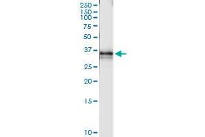 Immunoprecipitation of ZNF397 transfected lysate using anti-ZNF397 MaxPab rabbit polyclonal antibody and Protein A Magnetic Bead , and immunoblotted with ZNF397 purified MaxPab mouse polyclonal antibody (B01P) . (ZNF397 抗体  (AA 1-275))