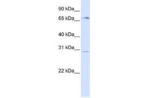 Western Blotting (WB) image for anti-Olfactory Receptor, Family 6, Subfamily C, Member 75 (OR6C75) antibody (ABIN2458856) (OR6C75 抗体)