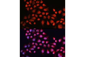 Immunofluorescence (IF) image for anti-Estrogen-Related Receptor alpha (ESRRA) (AA 1-423) antibody (ABIN6140306)