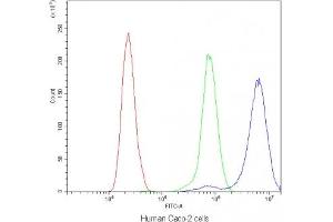 Flow cytometry testing of human Caco-2 cells with CD2AP antibody at 1ug/10^6 cells (blocked with goat sera) (CD2AP 抗体)