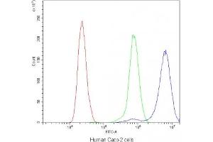 Flow cytometry testing of human Caco-2 cells with CD2AP antibody at 1ug/10^6 cells (blocked with goat sera)