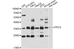 Western blot analysis of extracts of various cell lines, using PPCS antibody (ABIN6293766) at 1:3000 dilution. (PPCS 抗体)