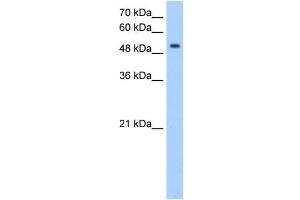 MFNG antibody used at 0. (Manic Fringe 抗体  (C-Term))