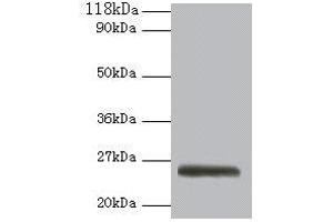 Western blot All lanes: ERAS antibody at 2 μg/mL + 293T whole cell lysate Secondary Goat polyclonal to rabbit IgG at 1/10000 dilution Predicted band size: 26 kDa Observed band size: 26 kDa (ERAS 抗体  (AA 3-230))