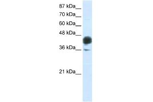 WB Suggested Anti-JUNB Antibody Titration:  0. (JunB 抗体  (C-Term))