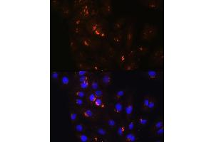 Immunofluorescence analysis of H9C2 cells using POFUT2 Rabbit pAb (ABIN6130656, ABIN6145875, ABIN6145876 and ABIN6215831) at dilution of 1:100. (POFUT2 抗体  (AA 240-370))