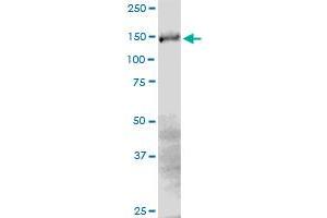 Western Blotting (WB) image for anti-CCAAT/enhancer Binding Protein (C/EBP), zeta (CEBPZ) (AA 1-1054) antibody (ABIN523531)