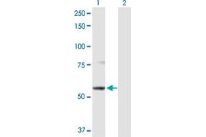 Western Blot analysis of ABCB9 expression in transfected 293T cell line by ABCB9 MaxPab polyclonal antibody. (ABCB9 抗体  (AA 1-596))