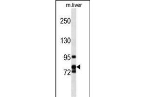 CCNF Antibody (Center) (ABIN1538458 and ABIN2849818) western blot analysis in mouse liver tissue lysates (35 μg/lane). (Cyclin F 抗体  (AA 496-524))