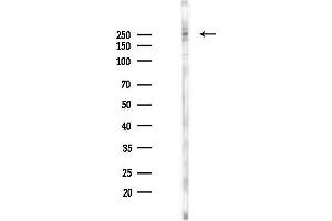 anti-Low Density Lipoprotein Receptor-Related Protein 2 (LRP2) (Internal Region) antibody