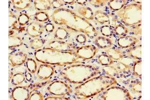 Immunohistochemistry of paraffin-embedded human kidney tissue using ABIN7163908 at dilution of 1:100 (Pgap2 抗体  (AA 45-114))