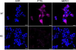 Immunocytochemical staining of HeLa cells using PTTG1 antibody (ABIN7799839), 1:1,000), Top panel: wild-type (WT), Bottom panal: PTTG1 shRNA knockdown (KD).
