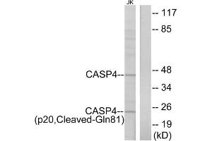 Western blot analysis of extracts from Jurkat cells, using CASP4 (p20, Cleaved-Gln81) antibody. (Caspase 4 抗体  (Cleaved-Gln81))