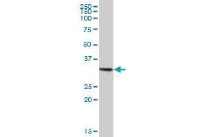 TRIM72 MaxPab polyclonal antibody. (TRIM72 抗体  (AA 1-269))