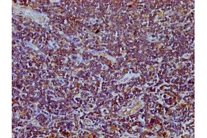 IHC image of ABIN7172441 diluted at 1:400 and staining in paraffin-embedded human lymph node tissue performed on a Leica BondTM system. (TEFM 抗体  (AA 36-165))