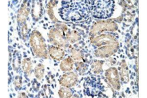 Image no. 1 for anti-Elongation Factor RNA Polymerase II (ELL) (AA 551-600) antibody (ABIN202824) (ELL 抗体  (AA 551-600))