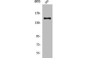 Western Blot analysis of 293 cells using Cleaved-COL4A3 (L1425) Polyclonal Antibody (COL4a3 抗体  (Cleaved-Leu1425))