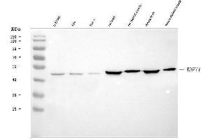 Western blot analysis of FENS1/WDFY1 using anti-FENS1/WDFY1 antibody (ABIN7602231).