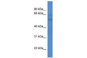 WB Suggested Anti-GPR75 Antibody Titration:  0. (GPR75 抗体  (C-Term))
