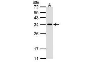 Image no. 3 for anti-VAMP (Vesicle-Associated Membrane Protein)-Associated Protein A, 33kDa (VAPA) (AA 79-92) antibody (ABIN467553) (VAPA 抗体  (AA 79-92))