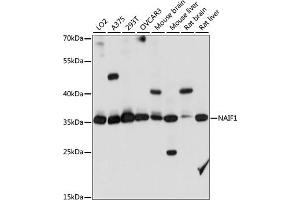 Western blot analysis of extracts of various cell lines, using N antibody (ABIN7268967) at 1:1000 dilution. (NAIF1 抗体  (AA 1-110))