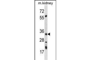 PRKAB2 Antibody (A18) (ABIN391055 and ABIN2841212) western blot analysis in mouse kidney tissue lysates (35 μg/lane). (PRKAB2 抗体  (N-Term))