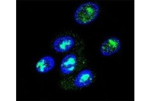 Confocal immunofluorescent analysis of FOXP2 antibody with HepG2 cells followed by Alexa Fluor 488-conjugated goat anti-rabbit lgG (green). (FOXP2 抗体  (AA 657-684))