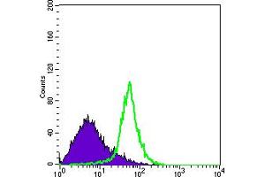 Flow cytometric analysis of Hela cells using ITGA5 mouse mAb (green) and negative control (purple). (ITGA5 抗体)