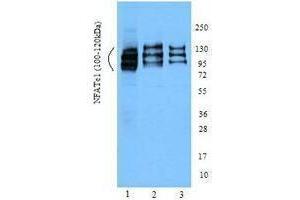 Western Blotting (WB) image for anti-Nuclear Factor of Activated T-Cells, Cytoplasmic, Calcineurin-Dependent 1 (NFATC1) (AA 197-304) antibody (ABIN2666356) (NFATC1 抗体  (AA 197-304))