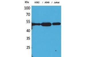 Western Blot (WB) analysis of K562, A549, Jurkat cells using Acetyl-Tubulin alpha (K352) Polyclonal Antibody. (alpha Tubulin 抗体  (acLys352))