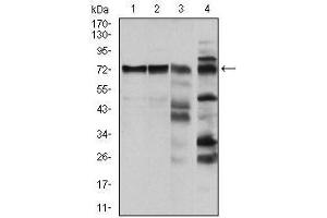 Western blot analysis using RAF1 mouse mAb against Hela (1), A431 (2), Cos7 (3) and C6 (4) cell lysate.