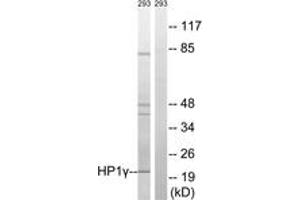 Western blot analysis of extracts from 293 cells, using HP1 gamma (Ab-93) Antibody. (CBX3 抗体  (AA 59-108))