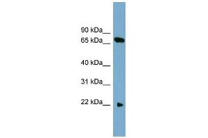 WB Suggested Anti-SLC24A4 Antibody Titration:  0. (SLC24A4 抗体  (N-Term))
