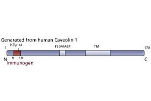Image no. 3 for anti-Caveolin (CAV) (pTyr14) antibody (ABIN968481) (Caveolin 抗体  (pTyr14))