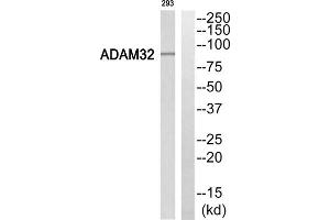 Western Blotting (WB) image for anti-ADAM Metallopeptidase Domain 32 (ADAM32) (Internal Region) antibody (ABIN1850692) (ADAM32 抗体  (Internal Region))