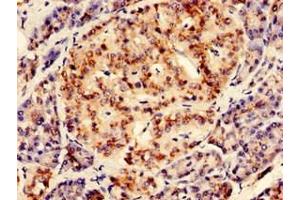 Immunohistochemistry of paraffin-embedded human pancreatic tissue using ABIN7167601 at dilution of 1:100 (RGS2 抗体  (AA 1-211))