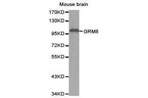Western Blotting (WB) image for anti-Glutamate Receptor, Metabotropic 8 (GRM8) antibody (ABIN1872903) (GRM8 抗体)