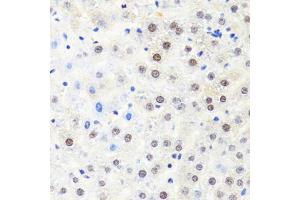 Immunohistochemistry of paraffin-embedded rat liver using POLR2B antibody (ABIN1876957) at dilution of 1:100 (40x lens). (POLR2B 抗体)