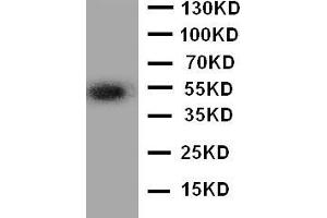 Anti-ANGPTL3 antibody, Western blottingWB: A549 Cell Lysate
