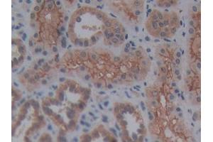 DAB staining on IHC-P; Samples: Human Kidney Tissue (Reelin 抗体  (AA 2086-2296))