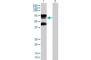 Western Blot analysis of RNF25 expression in transfected 293T cell line by RNF25 MaxPab polyclonal antibody. (RNF25 抗体  (AA 1-459))