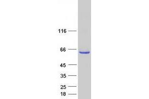 Western Blotting (WB) image for Chromosome 9 Open Reading Frame 156 (C9orf156) protein (Myc-DYKDDDDK Tag) (ABIN2712977)