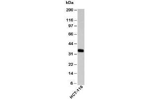 Western blot testing of human samples with EpCAM antibody at 2ug/ml. (EpCAM 抗体  (C-Term))
